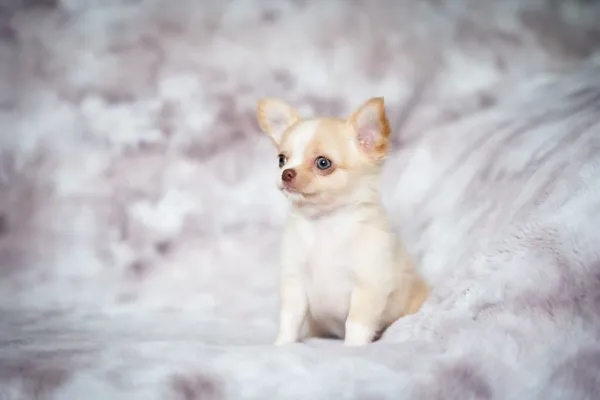 Tiny chihuahua puppy on a soft blanket